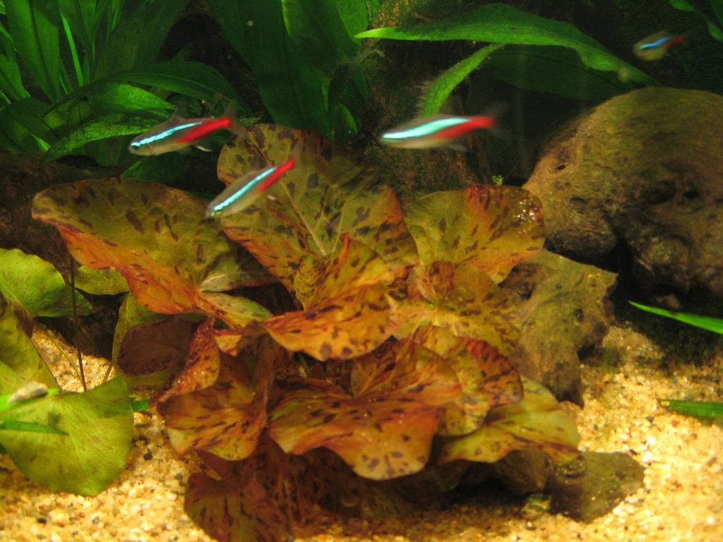 Неоновая рыбка (Hyphessobricon innesi, Paracheirodon innesi)
