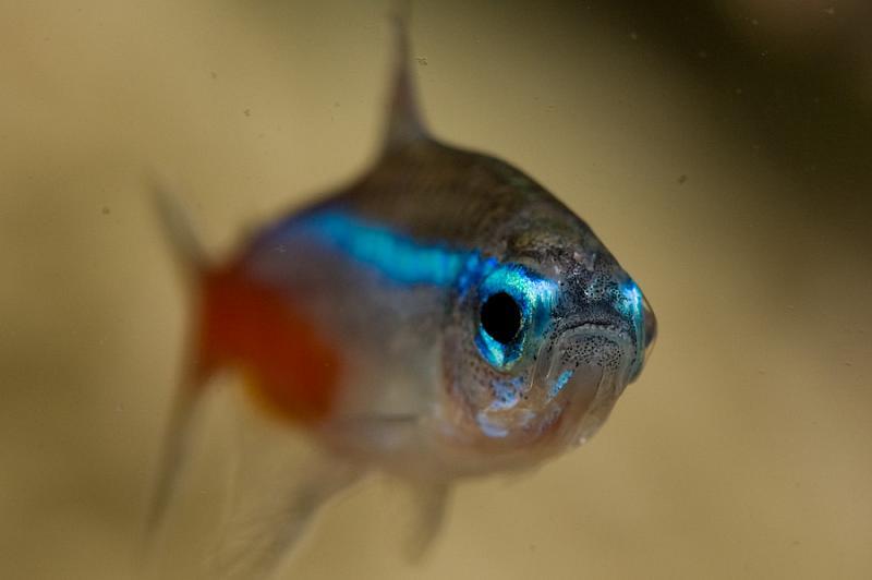 Неоновая рыбка (Hyphessobricon innesi, Paracheirodon innesi)