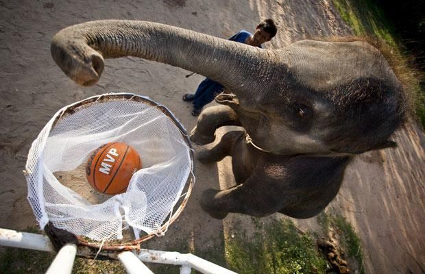 Слоны играют в баскетбол  - фото 3