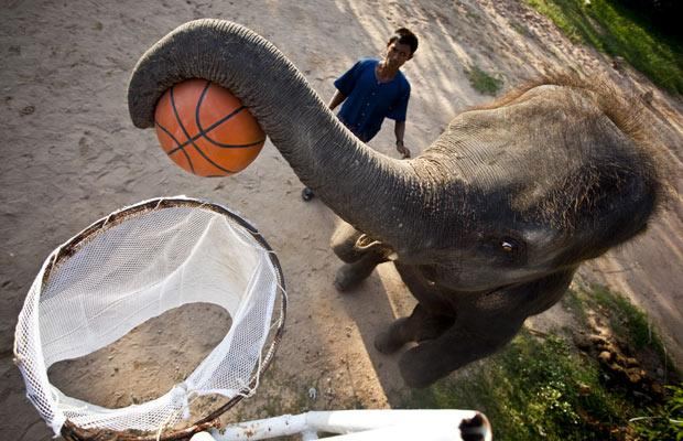Слоны играют в баскетбол  - фото 4