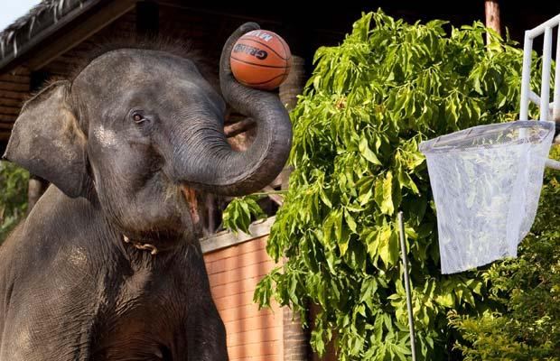 Слоны играют в баскетбол  - фото 1