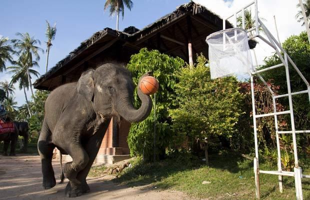 Слоны играют в баскетбол  - фото 9