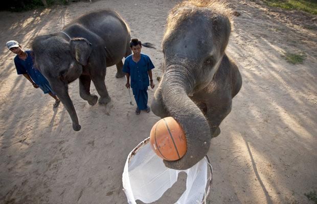Слоны играют в баскетбол  - фото 10