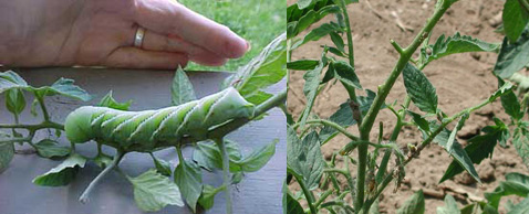 <i>M. quinquemaculata</i> также известна как томатная гусеница, поскольку она поедает зелень не только табака, но и томатов (на фото справа). Возможно, данное исследование поможет побороться за урожай овоща посредством природных механизмов защиты растений. В случае если будет доказано, что достаточно сделать цветки растений непривлекательными для матерей личинок. Кстати, посмотрите, как растения защищаются от гусениц при помощи пчёл (фото с сайтов yardener.com и omafra.gov.on.ca).