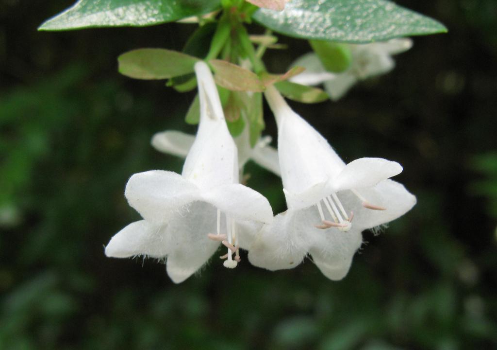 Абелия крупноцветковая — Abelia X grandiflora