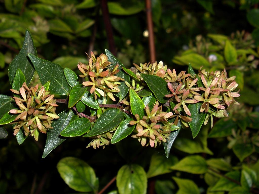 Абелия крупноцветковая — Abelia X grandiflora