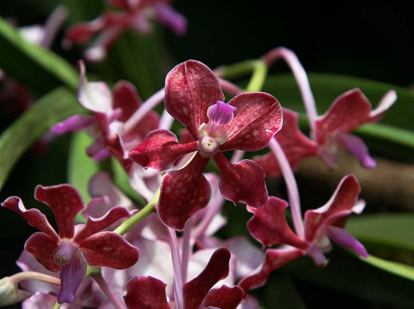 Национальный парк Орхидей (The National Orchid Garden)