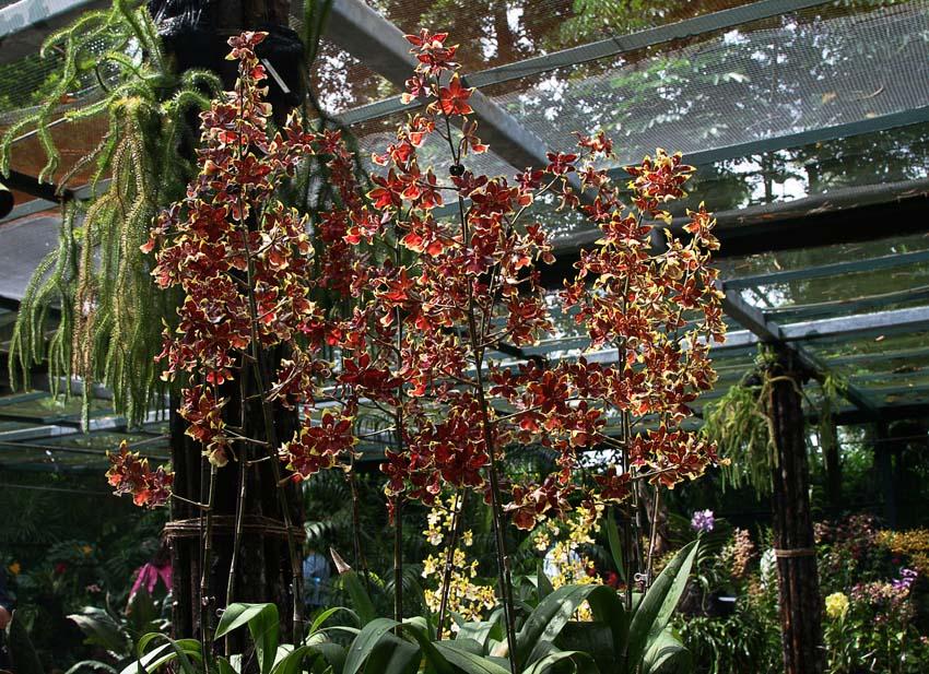    (The National Orchid Garden)