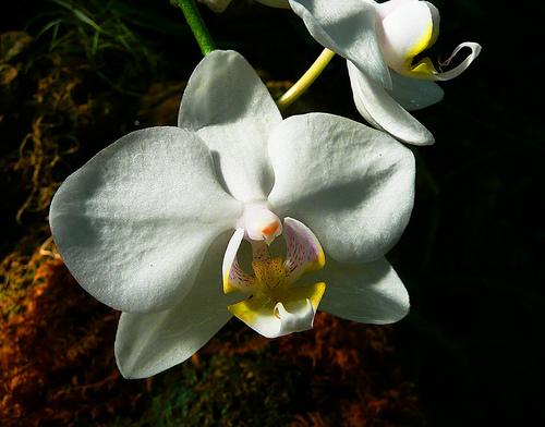 Национальный парк Орхидей (The National Orchid Garden)