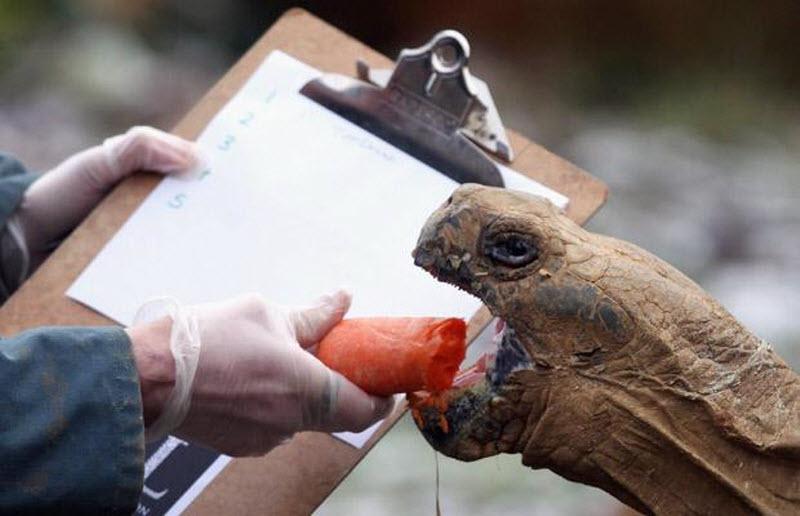 В Лондонском зоопарке прошла перепись животных