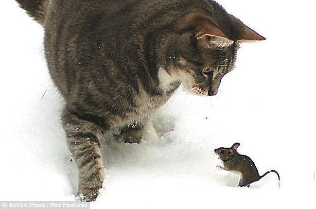 Кошки и мышки