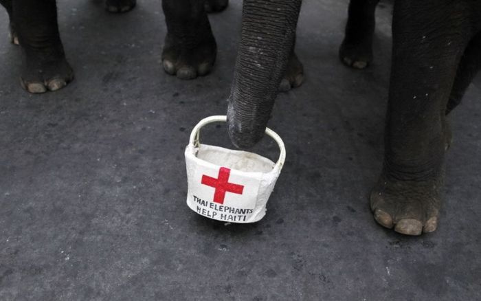 Слоны участвуют в акции помощи пострадавшим на Гаити