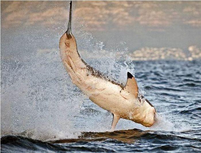 Охота большой белой акулы на тюленя