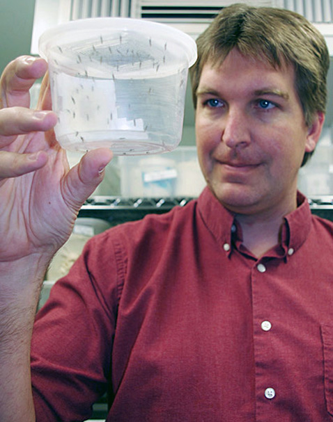 Майкл Рили держит генетически изменённых комаров в контролируемых условиях, исключающих любую возможность побега (фото University of Arizona).