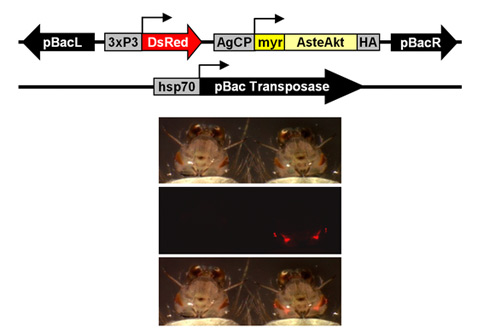 Своё вмешательство в генетический код авторы сопровождали вставкой люминесцентных белков, по которым трансгенные особи (справа) можно было отличать от исходных (слева). Сверху вниз – съёмка через разные фильтры (иллюстрации Vanessa Corby-Harris et al./PLoS Pathogens).