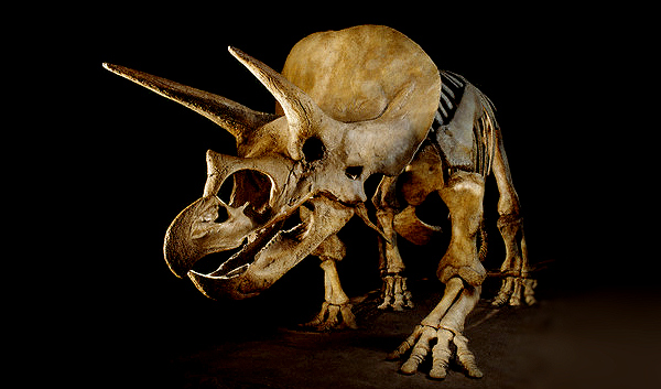 Скелет трицератопса (фото Louie Psihoyos / Corbis).