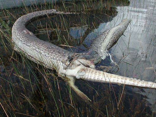 Бирманский питон, проглотивший целиком крокодила, а затем  лопнувший! (Фото CNN.)