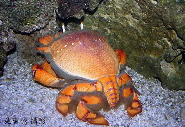 Лягушачий краб (Spanner crabs)