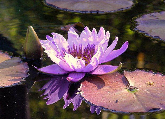 Водяная лилия - очаровательная и нежная белая кувшинка