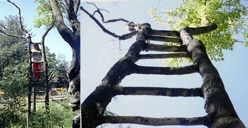 Ladder Tree
