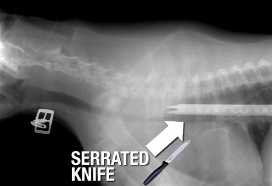serrated-knife