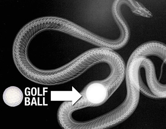 snake-golf-ball
