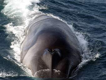 усатый кит - финвал