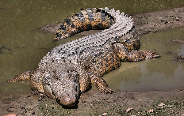 Crocodylus porosus (фото Animal Pictures Archive).