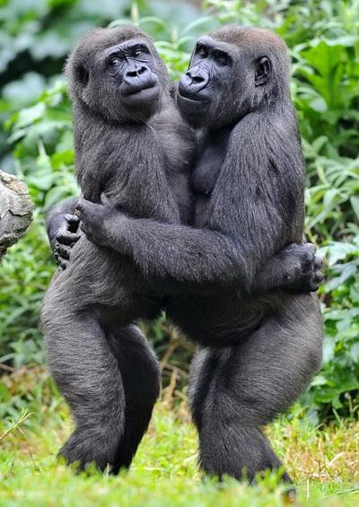 Самки гориллы из австралийского зоопарка таким образом знакомятся друг с другом. 