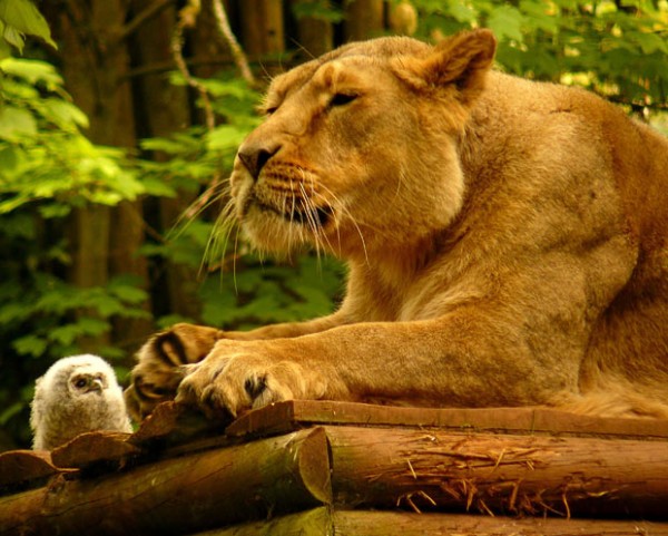Совёнок и львица