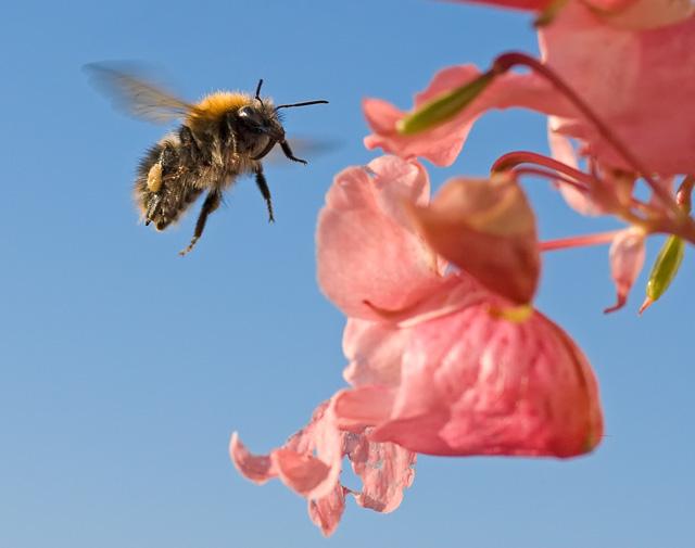 Шмели, или земляные пчёлы (Bombus)