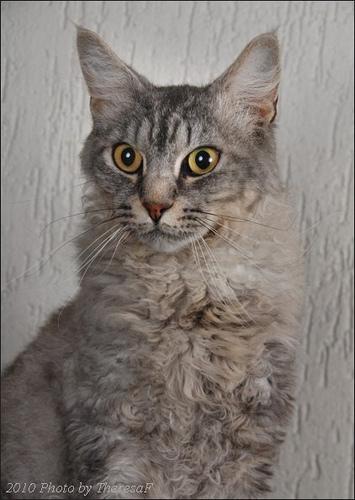 Ла Перм (LaPerm) - кудрявая фермерская кошка