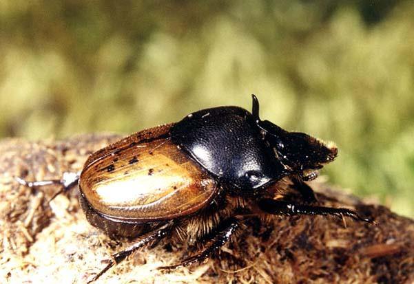 Калоед горбатый (Onthophagus gibbulus)