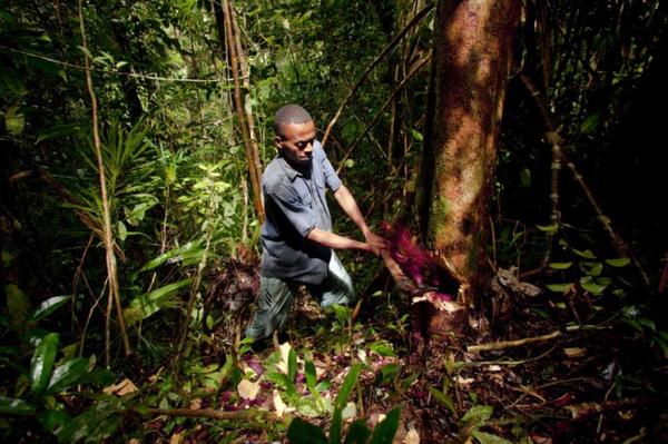 Незаконная вырубка лесов на Мадагаскаре