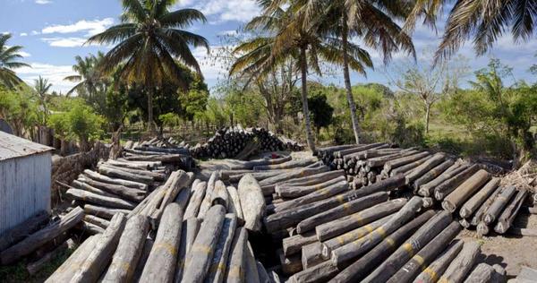 Незаконная вырубка лесов на Мадагаскаре