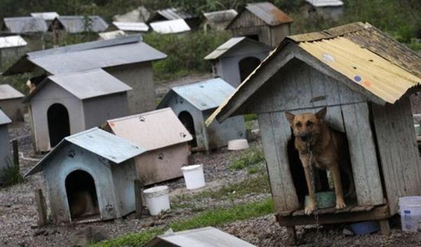 Приют для собак в Бразилии