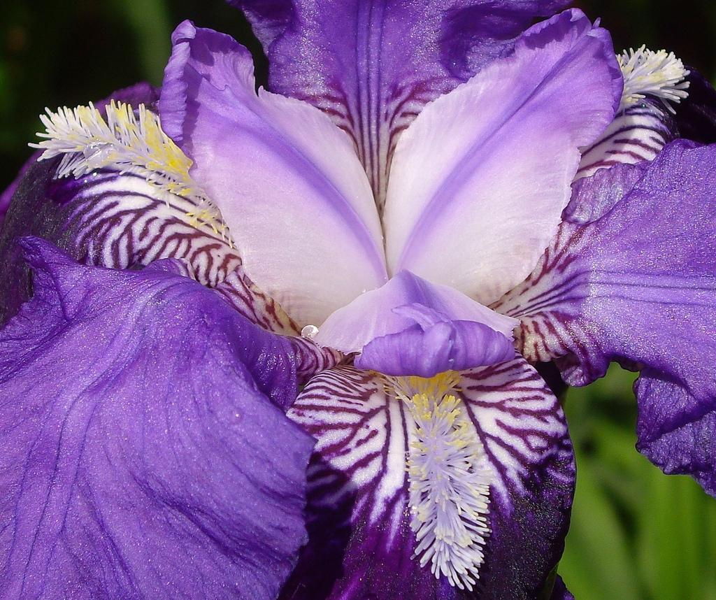 Ирис  имеет множество названий: Iris, касатик, петушок