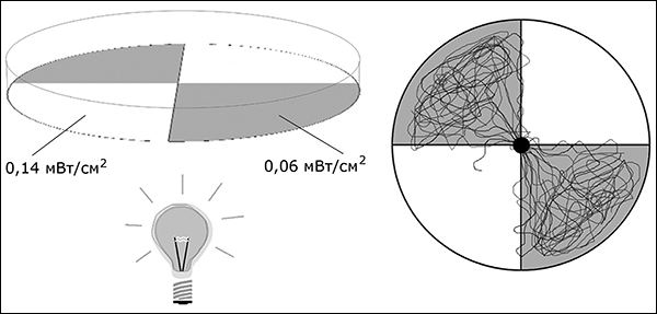 Энергетическая освещенность разных участков дна чашки Петри,  использованной в экспериментах, и траектории перемещения обычных личинок  (иллюстрация из журнала Frontiers in Behavioral Neuroscience).