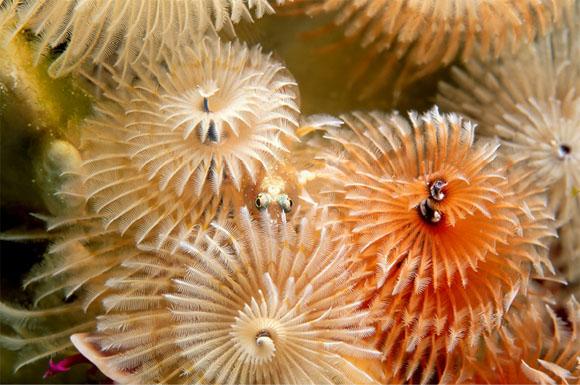 Сказочные обитатели морских глубин