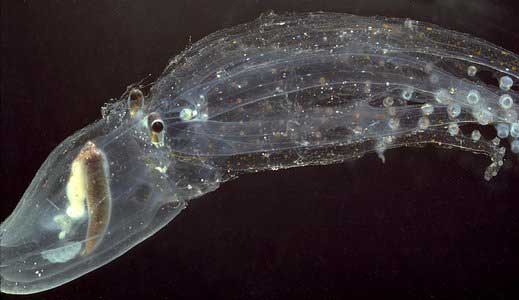  В бездонных глубинах океана обитает и прозрачный осьминог - Vitreledonella richardi (осьминог стеклянный).