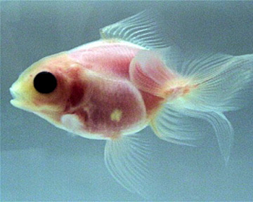 золотая рыбка с прозрачной чешуей и кожей