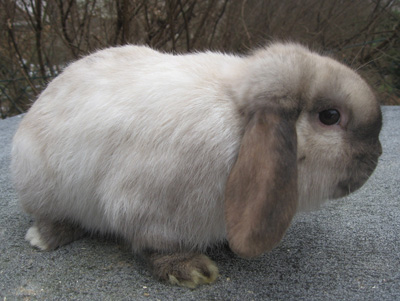 Карликовые кролики породы баран