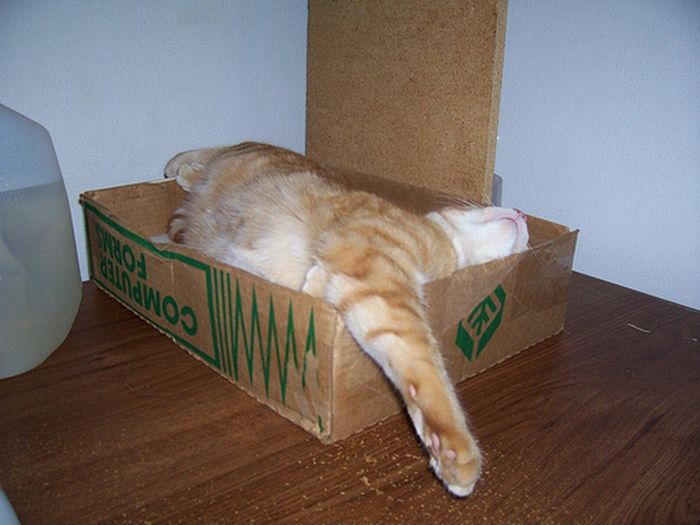 Кошки и их любимые коробки