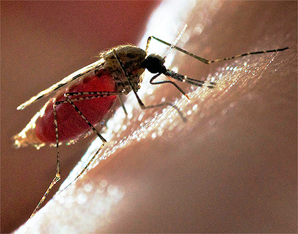 Малярийный комар A. stephensi (фото с сайта Сonorcahill.Сom).