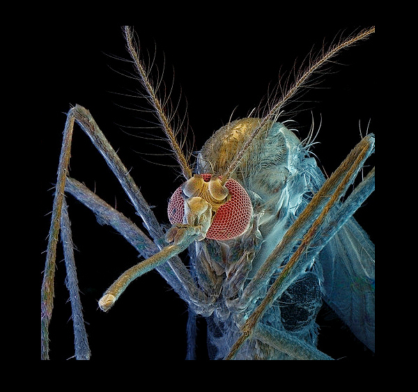 Самка комара (фото David Scharf / Science Faction / Corbis).