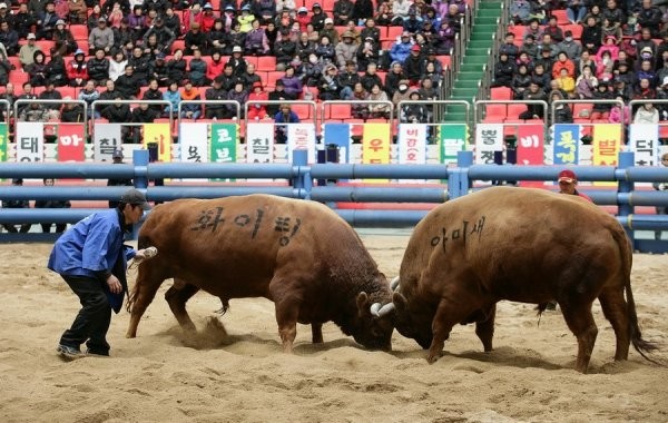 Фотографии с корейского фестиваля "Бои быков".