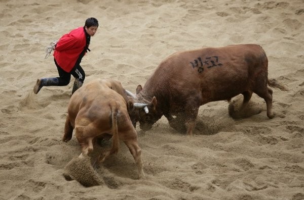 Фотографии с корейского фестиваля "Бои быков".
