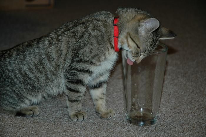 Пьяный кот