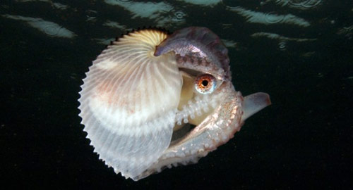 Осьминог аргонавт (Octopus Argonaut)