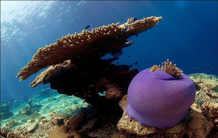 Чарующий мир подводного царства